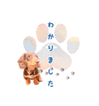 ダックス 犬 日常（個別スタンプ：23）
