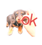 ダックス 犬 日常（個別スタンプ：25）