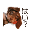 ダックス 犬 日常（個別スタンプ：30）