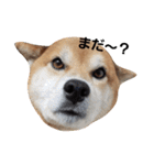 柴犬リクの日常。Part2（個別スタンプ：1）