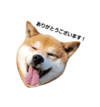 柴犬リクの日常。Part2（個別スタンプ：2）