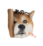 柴犬リクの日常。Part2（個別スタンプ：5）