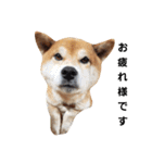 柴犬リクの日常。Part2（個別スタンプ：6）