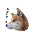 柴犬リクの日常。Part2（個別スタンプ：7）