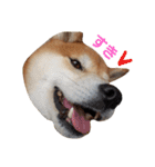 柴犬リクの日常。Part2（個別スタンプ：8）