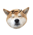 柴犬リクの日常。Part2（個別スタンプ：9）