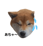 柴犬リクの日常。Part2（個別スタンプ：10）