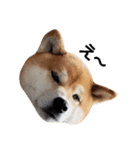柴犬リクの日常。Part2（個別スタンプ：12）