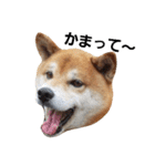 柴犬リクの日常。Part2（個別スタンプ：13）