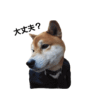 柴犬リクの日常。Part2（個別スタンプ：14）