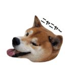 柴犬リクの日常。Part2（個別スタンプ：15）
