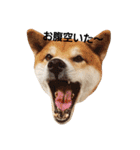 柴犬リクの日常。Part2（個別スタンプ：16）