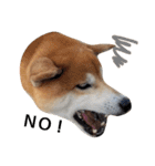 柴犬リクの日常。Part2（個別スタンプ：17）