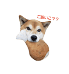 柴犬リクの日常。Part2（個別スタンプ：18）