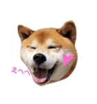 柴犬リクの日常。Part2（個別スタンプ：19）