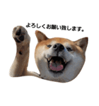 柴犬リクの日常。Part2（個別スタンプ：20）