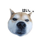 柴犬リクの日常。Part2（個別スタンプ：21）