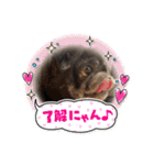 あられとぶる太5 パグ（個別スタンプ：11）