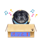 あられとぶる太5 パグ（個別スタンプ：20）