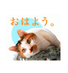 猫のスタ（個別スタンプ：1）