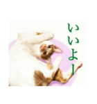 猫のスタ（個別スタンプ：3）