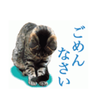 猫のスタ（個別スタンプ：4）