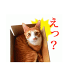 猫のスタ（個別スタンプ：5）
