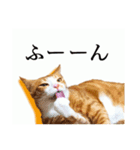 猫のスタ（個別スタンプ：6）