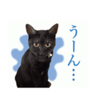 猫のスタ（個別スタンプ：7）