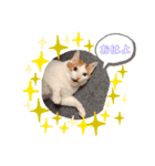 茶白猫☆にゃん太くん☆9（個別スタンプ：1）