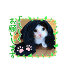 茶白猫☆にゃん太くん☆9（個別スタンプ：2）