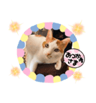 茶白猫☆にゃん太くん☆9（個別スタンプ：3）