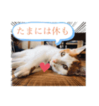 茶白猫☆にゃん太くん☆9（個別スタンプ：5）