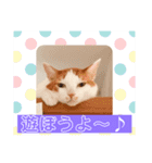 茶白猫☆にゃん太くん☆9（個別スタンプ：7）