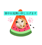 茶白猫☆にゃん太くん☆9（個別スタンプ：8）