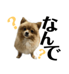 デカ文字②！おバカポメラニアンと黒猫（個別スタンプ：5）
