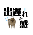 デカ文字②！おバカポメラニアンと黒猫（個別スタンプ：11）