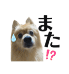 デカ文字②！おバカポメラニアンと黒猫（個別スタンプ：12）