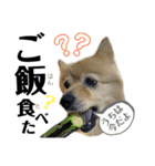 デカ文字②！おバカポメラニアンと黒猫（個別スタンプ：13）