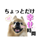 デカ文字②！おバカポメラニアンと黒猫（個別スタンプ：15）