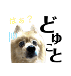 デカ文字②！おバカポメラニアンと黒猫（個別スタンプ：20）