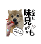 デカ文字②！おバカポメラニアンと黒猫（個別スタンプ：24）