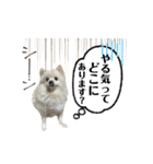 デカ文字②！おバカポメラニアンと黒猫（個別スタンプ：40）