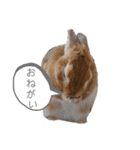 ミニウサギのモカちゃん2（個別スタンプ：12）