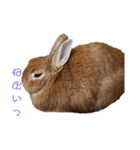 ミニウサギのモカちゃん2（個別スタンプ：20）