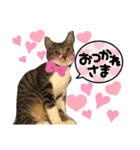 猫さんLove（個別スタンプ：1）