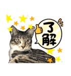 猫さんLove（個別スタンプ：2）