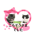 猫さんLove（個別スタンプ：6）