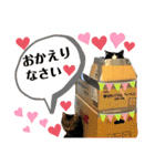 猫さんLove（個別スタンプ：7）