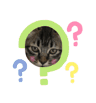 猫さんLove（個別スタンプ：8）